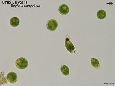 <strong>UTEX LB 2345</strong> <br><i>Euglena sanguinea</i>