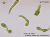 UTEX LB 452 Euglena deses var. vermiformis | UTEX Culture Collection of Algae