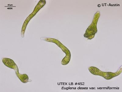 <strong>UTEX LB 452</strong> <br><i>Euglena deses var. vermiformis</i>