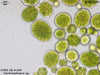 UTEX LB 100 Centrosphaera sp. | UTEX Culture Collection of Algae