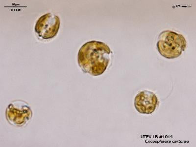 UTEX LB 1014 Cricosphaera carterae | UTEX Culture Collection of Algae