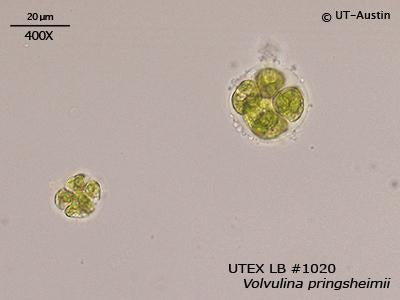 UTEX LB 1020 Volvulina pringsheimii | UTEX Culture Collection of Algae
