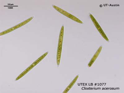UTEX LB 1077 Closterium acerosum | UTEX Culture Collection of Algae