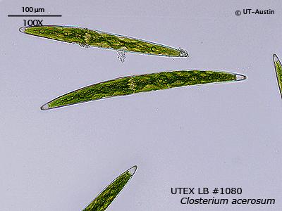 UTEX LB 1080 Closterium acerosum | UTEX Culture Collection of Algae