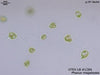 UTEX LB 1284 Phacus megalopsis | UTEX Culture Collection of Algae