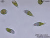 UTEX LB 1314 Euglena caudata | UTEX Culture Collection of Algae