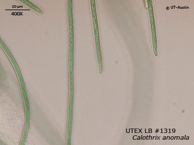 <strong>UTEX LB 1319</strong> <br><i>Calothrix anomala</i>