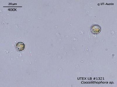 <strong>UTEX LB 1321</strong> <br><i>Coccolithophora sp.</i>
