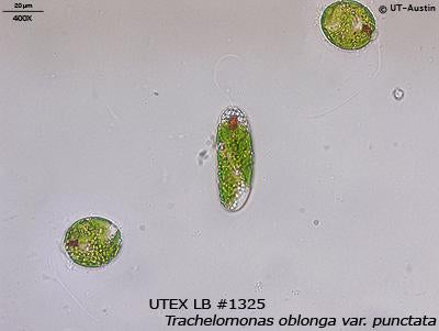 UTEX LB 1325 Trachelomonas oblonga var. punctata | UTEX Culture Collection of Algae