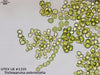 UTEX LB 1335 Trichosarcina polymorpha | UTEX Culture Collection of Algae