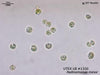 UTEX LB 1350 Pedinomonas minor | UTEX Culture Collection of Algae
