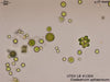 UTEX LB 1354 Coelastrum sphaericum | UTEX Culture Collection of Algae