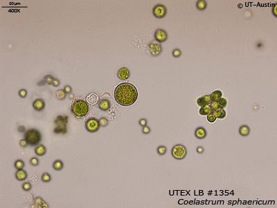 Coelastrum Family UTEX LB 1354 Coelastrum sphaericum | UTEX Culture Collection of Algae