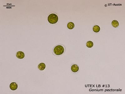 <strong>UTEX LB 13</strong> <br><i>Gonium pectorale</i>