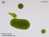 UTEX LB 145 Centrosphaera sp. | UTEX Culture Collection of Algae