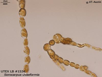 UTEX LB 1534 Sorocarpus uvaeformis | UTEX Culture Collection of Algae
