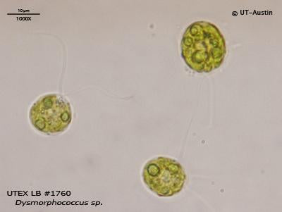 <strong>UTEX LB 1760</strong> <br><i>Dysmorphococcus sp.</i>
