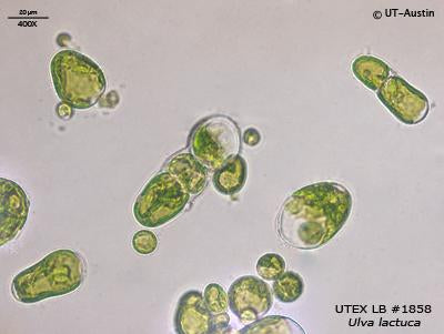 <strong>UTEX LB 1858</strong> <br><i>Ulva lactuca</i>
