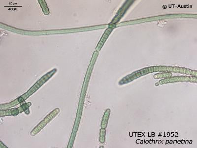 UTEX LB 1952 Calothrix parietina | UTEX Culture Collection of Algae