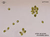 UTEX LB 200 Dunaliella salina | UTEX Culture Collection of Algae