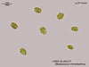 UTEX LB 2177 Gloeococcus minutissimus | UTEX Culture Collection of Algae