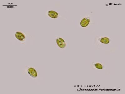 <strong>UTEX LB 2177</strong> <br><i>Gloeococcus minutissimus</i>
