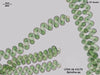 UTEX LB 2179 Spirulina sp. | UTEX Culture Collection of Algae