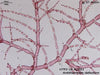 UTEX LB 2261 Antithamnion defectum | UTEX Culture Collection of Algae
