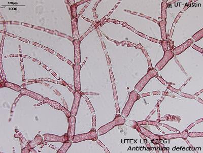 <strong>UTEX LB 2261</strong> <br><i>Antithamnion defectum</i>