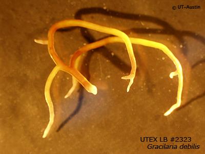 <strong>UTEX LB 2323</strong> <br><i>Gracilaria debilis</i>