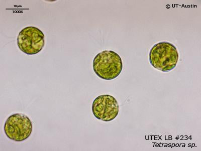 <strong>UTEX LB 234</strong> <br><i>Tetraspora sp.</i>