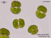 UTEX LB 2397 Cosmarium sp. | UTEX Culture Collection of Algae