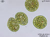 UTEX LB 2411 Euglena sp. | UTEX Culture Collection of Algae