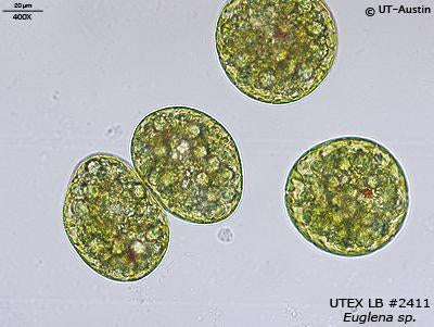 <strong>UTEX LB 2411</strong> <br><i>Euglena sp.</i>