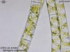 UTEX LB 2462 Spirogyra communis | UTEX Culture Collection of Algae