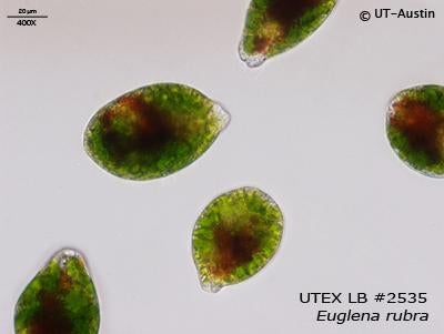 UTEX LB 2535 Euglena rubra | UTEX Culture Collection of Algae
