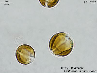 UTEX LB 2637 Mallomonas asmundae | UTEX Culture Collection of Algae