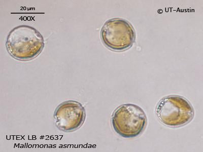 UTEX LB 2637 Mallomonas asmundae | UTEX Culture Collection of Algae