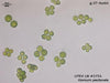UTEX LB 2731 Gonium pectorale | UTEX Culture Collection of Algae