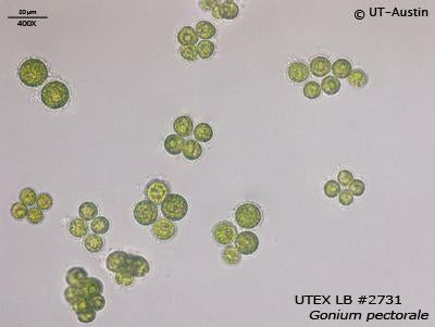 <strong>UTEX LB 2731</strong> <br><i>Gonium pectorale</i>