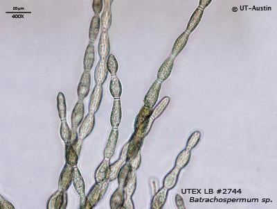 UTEX LB 2744 Batrachospermum sp. | UTEX Culture Collection of Algae