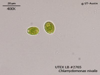 <strong>UTEX LB 2765</strong> <br><i>Chlamydomonas nivalis</i>