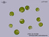 UTEX LB 2768 Octosporiella coloradoensis | UTEX Culture Collection of Algae