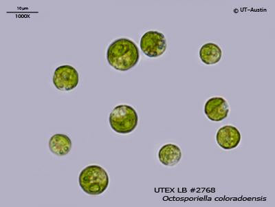 <strong>UTEX LB 2768</strong> <br><i>Octosporiella coloradoensis</i>