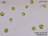 UTEX LB 2770 Tetraspora sp. | UTEX Culture Collection of Algae