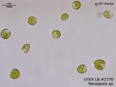 UTEX LB 2770 Tetraspora sp. | UTEX Culture Collection of Algae