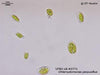 UTEX LB 2771 Chlamydomonas perpusillus | UTEX Culture Collection of Algae