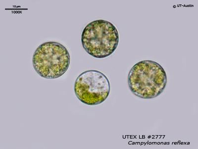 UTEX LB 2777 Campylomonas reflexa | UTEX Culture Collection of Algae