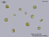 UTEX LB 2778 Campylomonas reflexa | UTEX Culture Collection of Algae