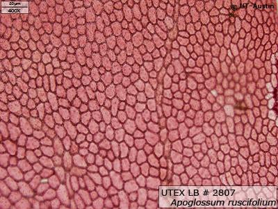 <strong>UTEX LB 2807</strong> <br><i>Apoglossum ruscifolium</i>